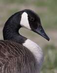 Canada Goose